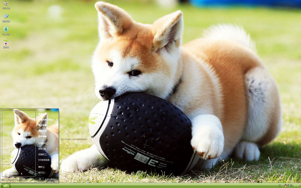 可爱秋田犬W8主题